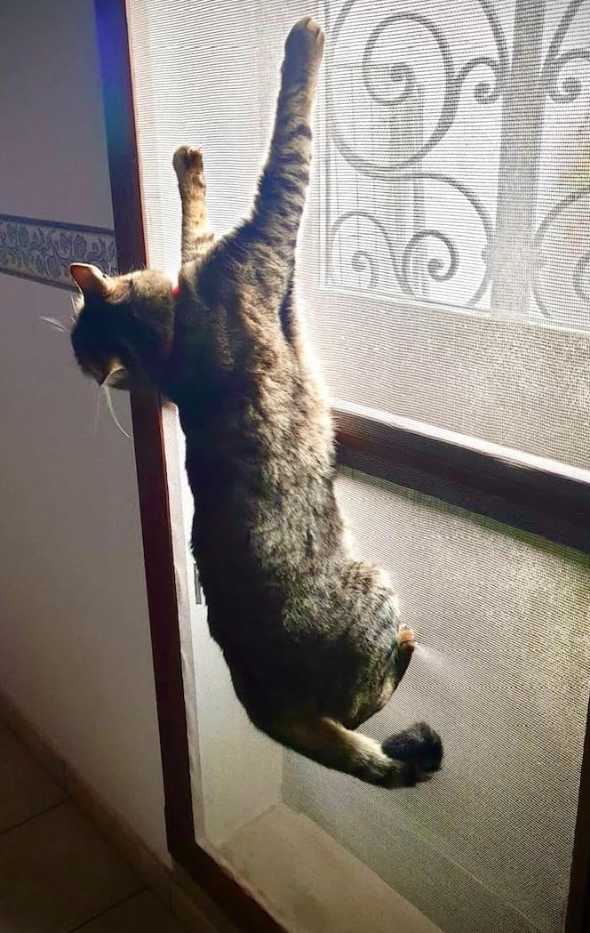 Rete zanzariera resistente,pet screen PER CANI E GATTI 100X160CM prezzo al metro