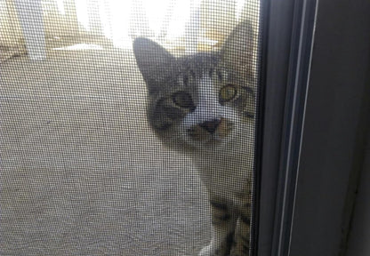 Rete zanzariera resistente,pet screen PER CANI E GATTI 100X160CM prezzo al metro